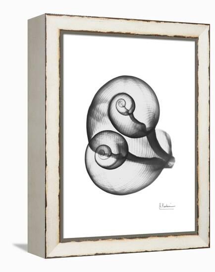 Water Snail Shell Gray-Albert Koetsier-Framed Stretched Canvas