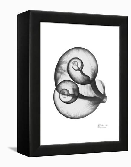 Water Snail Shell Gray-Albert Koetsier-Framed Stretched Canvas