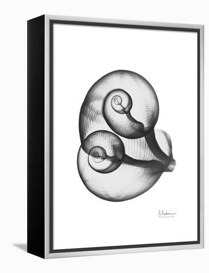 Water Snail Shell Gray-Albert Koetsier-Framed Stretched Canvas