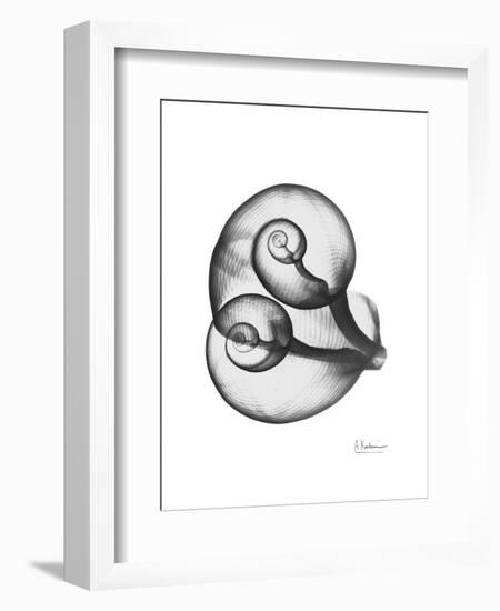 Water Snail Shell Gray-Albert Koetsier-Framed Art Print