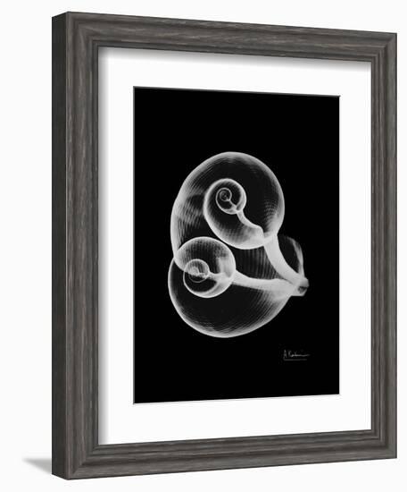 Water Snail Shell Xray-Albert Koetsier-Framed Art Print