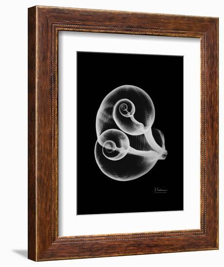 Water Snail Shell Xray-Albert Koetsier-Framed Art Print