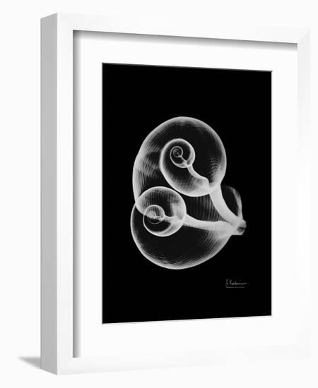 Water Snail Shell Xray-Albert Koetsier-Framed Art Print