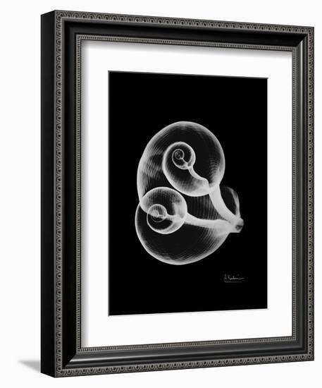 Water Snail Shell Xray-Albert Koetsier-Framed Art Print