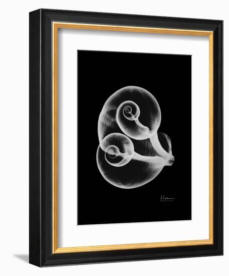 Water Snail Shell Xray-Albert Koetsier-Framed Art Print
