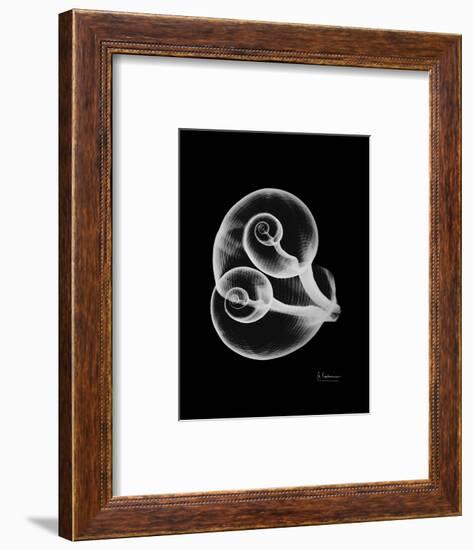 Water Snail Shell Xray-Albert Koetsier-Framed Art Print
