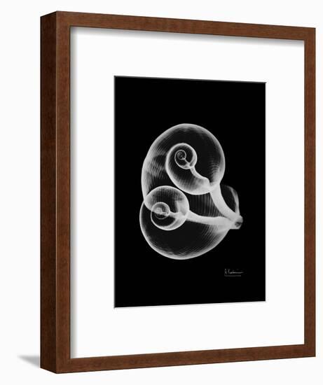 Water Snail Shell Xray-Albert Koetsier-Framed Premium Giclee Print