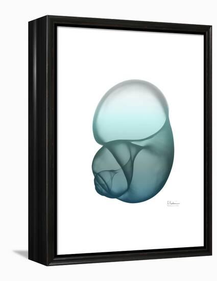 Water Snail-Albert Koetsier-Framed Stretched Canvas