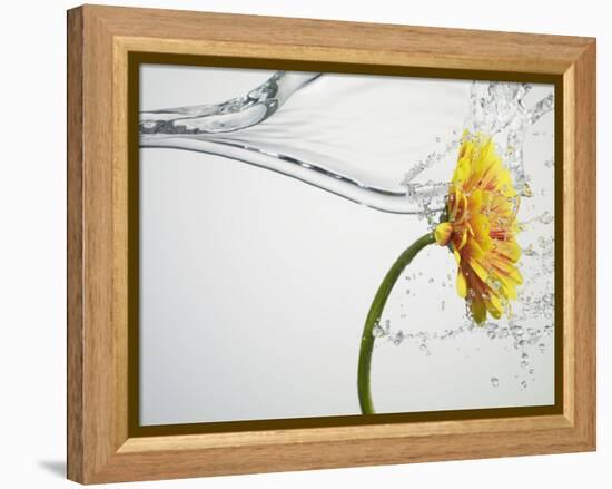 Water Splashing Daisy-Biwa-Framed Premier Image Canvas