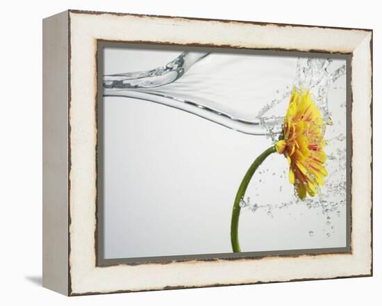 Water Splashing Daisy-Biwa-Framed Premier Image Canvas