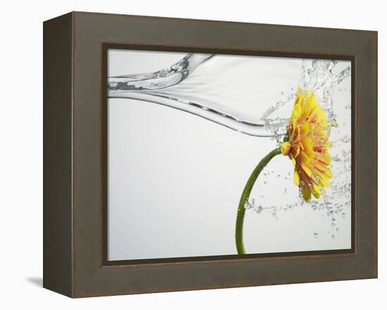 Water Splashing Daisy-Biwa-Framed Premier Image Canvas