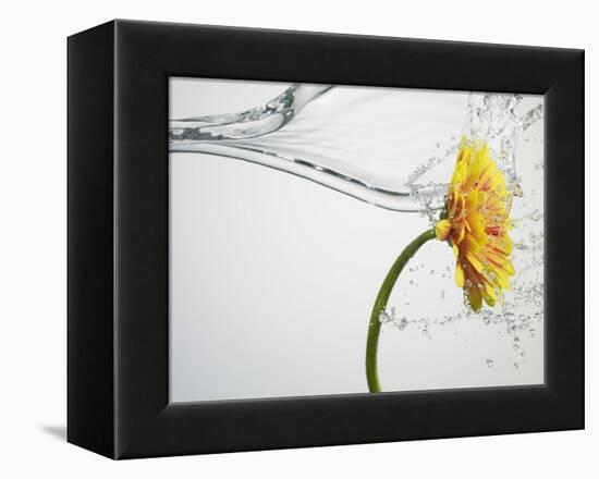 Water Splashing Daisy-Biwa-Framed Premier Image Canvas