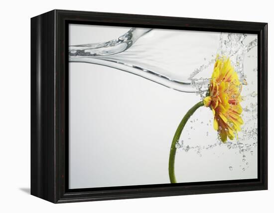 Water Splashing Daisy-Biwa-Framed Premier Image Canvas