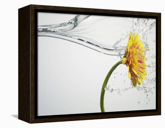 Water Splashing Daisy-Biwa-Framed Premier Image Canvas