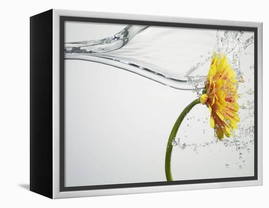 Water Splashing Daisy-Biwa-Framed Premier Image Canvas