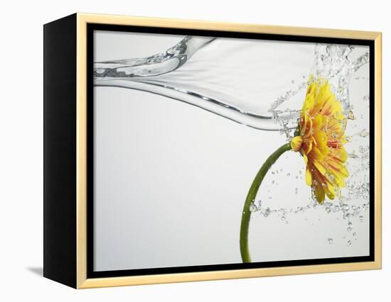 Water Splashing Daisy-Biwa-Framed Premier Image Canvas