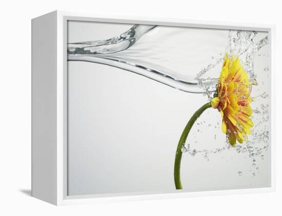 Water Splashing Daisy-Biwa-Framed Premier Image Canvas