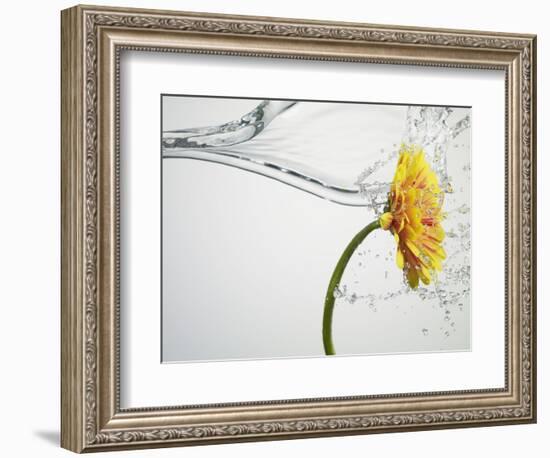 Water Splashing Daisy-Biwa-Framed Photographic Print