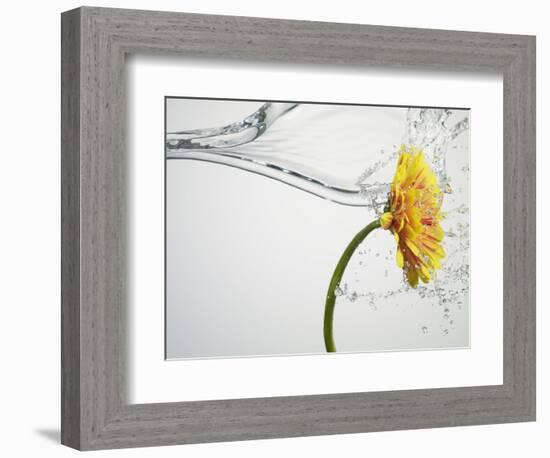 Water Splashing Daisy-Biwa-Framed Photographic Print