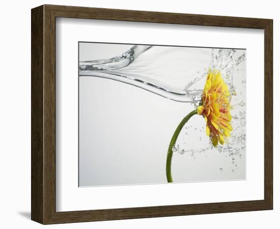 Water Splashing Daisy-Biwa-Framed Photographic Print