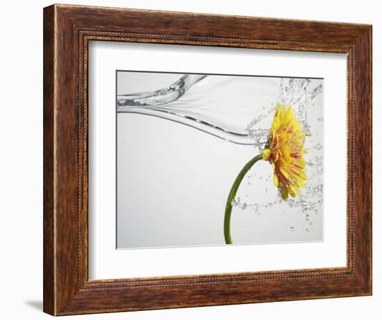 Water Splashing Daisy-Biwa-Framed Photographic Print