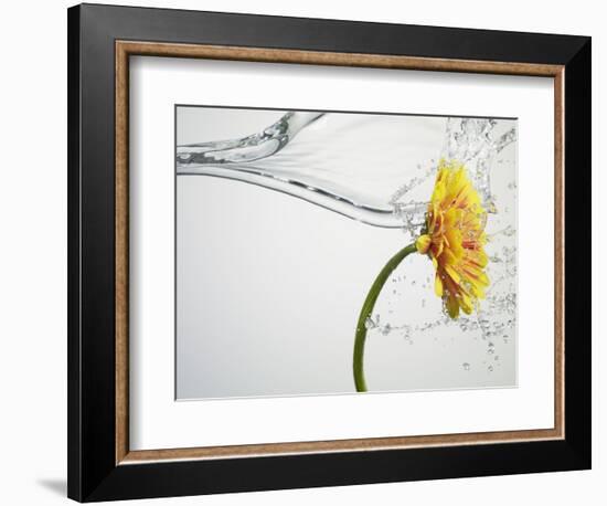 Water Splashing Daisy-Biwa-Framed Photographic Print