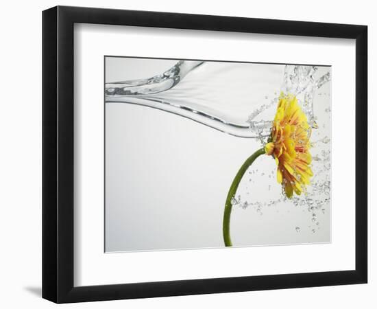 Water Splashing Daisy-Biwa-Framed Photographic Print