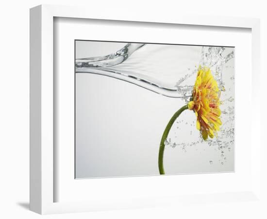 Water Splashing Daisy-Biwa-Framed Photographic Print