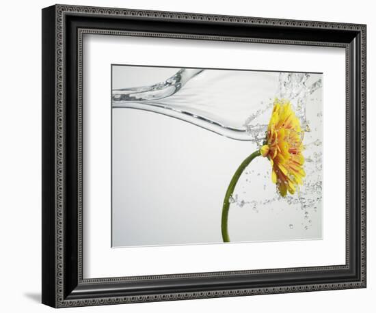 Water Splashing Daisy-Biwa-Framed Photographic Print