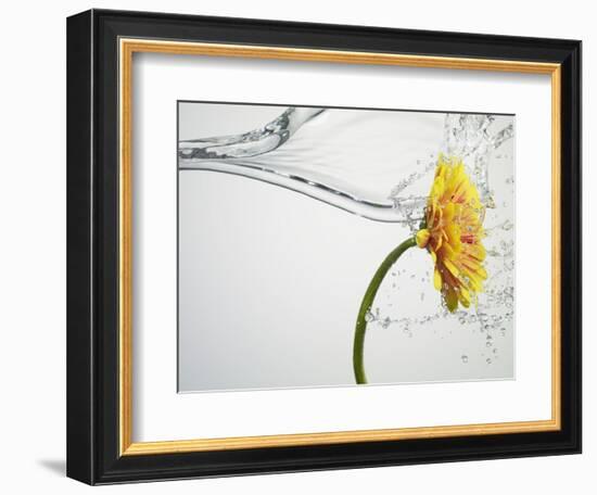 Water Splashing Daisy-Biwa-Framed Photographic Print