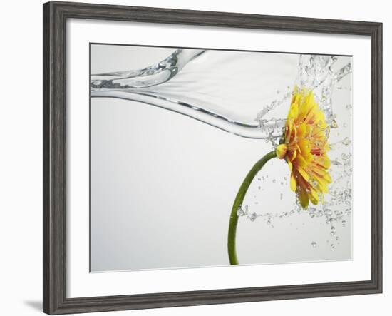 Water Splashing Daisy-Biwa-Framed Photographic Print