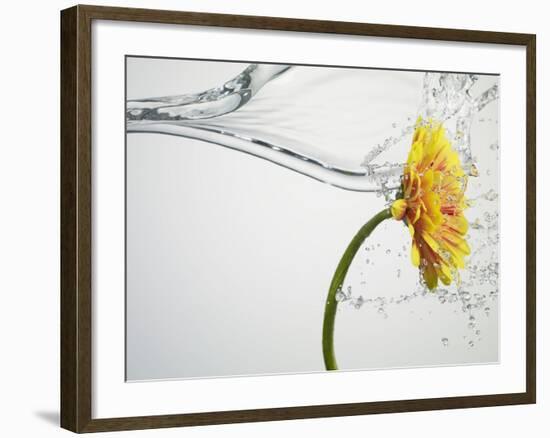 Water Splashing Daisy-Biwa-Framed Photographic Print