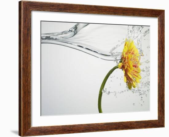 Water Splashing Daisy-Biwa-Framed Photographic Print