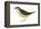 Water Thrush (Seiurus Noveboracensis), Birds-Encyclopaedia Britannica-Framed Stretched Canvas