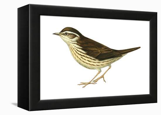 Water Thrush (Seiurus Noveboracensis), Birds-Encyclopaedia Britannica-Framed Stretched Canvas