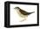 Water Thrush (Seiurus Noveboracensis), Birds-Encyclopaedia Britannica-Framed Stretched Canvas