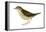 Water Thrush (Seiurus Noveboracensis), Birds-Encyclopaedia Britannica-Framed Stretched Canvas