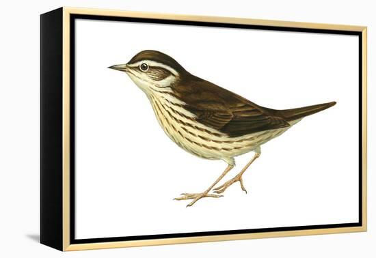 Water Thrush (Seiurus Noveboracensis), Birds-Encyclopaedia Britannica-Framed Stretched Canvas