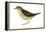 Water Thrush (Seiurus Noveboracensis), Birds-Encyclopaedia Britannica-Framed Stretched Canvas