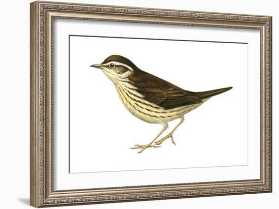 Water Thrush (Seiurus Noveboracensis), Birds-Encyclopaedia Britannica-Framed Art Print