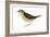 Water Thrush (Seiurus Noveboracensis), Birds-Encyclopaedia Britannica-Framed Art Print