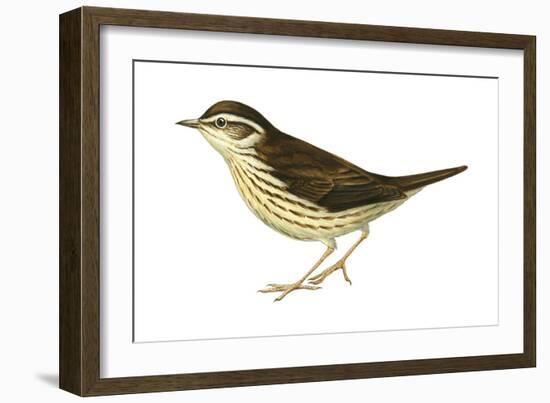 Water Thrush (Seiurus Noveboracensis), Birds-Encyclopaedia Britannica-Framed Art Print