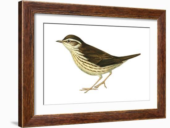 Water Thrush (Seiurus Noveboracensis), Birds-Encyclopaedia Britannica-Framed Art Print