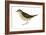 Water Thrush (Seiurus Noveboracensis), Birds-Encyclopaedia Britannica-Framed Art Print