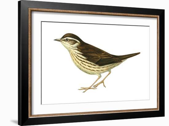 Water Thrush (Seiurus Noveboracensis), Birds-Encyclopaedia Britannica-Framed Art Print