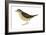 Water Thrush (Seiurus Noveboracensis), Birds-Encyclopaedia Britannica-Framed Art Print