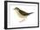 Water Thrush (Seiurus Noveboracensis), Birds-Encyclopaedia Britannica-Framed Art Print