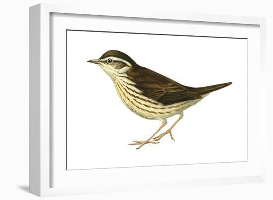 Water Thrush (Seiurus Noveboracensis), Birds-Encyclopaedia Britannica-Framed Art Print