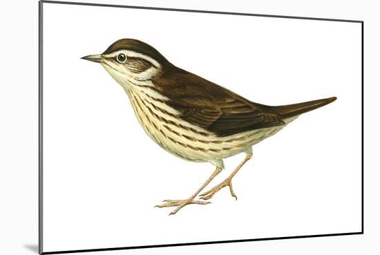 Water Thrush (Seiurus Noveboracensis), Birds-Encyclopaedia Britannica-Mounted Art Print