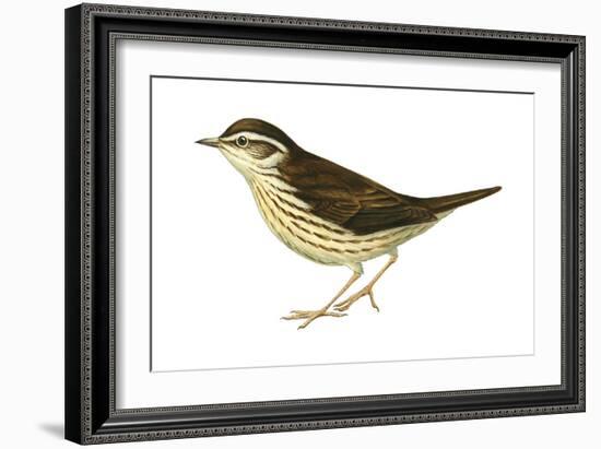 Water Thrush (Seiurus Noveboracensis), Birds-Encyclopaedia Britannica-Framed Art Print